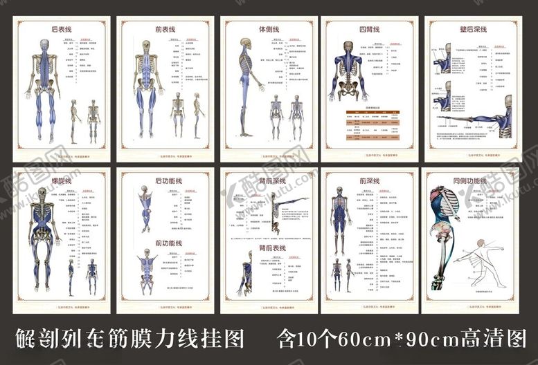 编号：90933006300445426267【酷图网】源文件下载-解剖列车筋膜力线姿势示意图集
