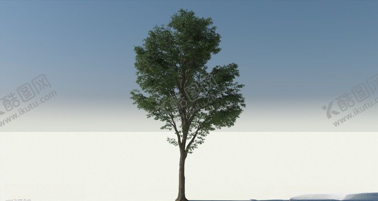 编号：58192510300520467999【酷图网】源文件下载-C4D模型榉树
