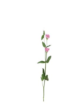 单只花退底鲜花花枝花朵