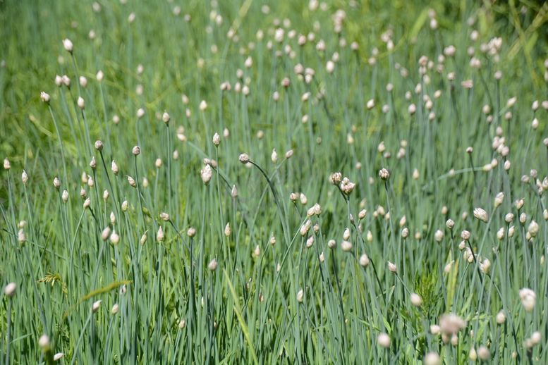 编号：45949711022033118803【酷图网】源文件下载-野韭菜花