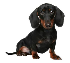 腊肠犬