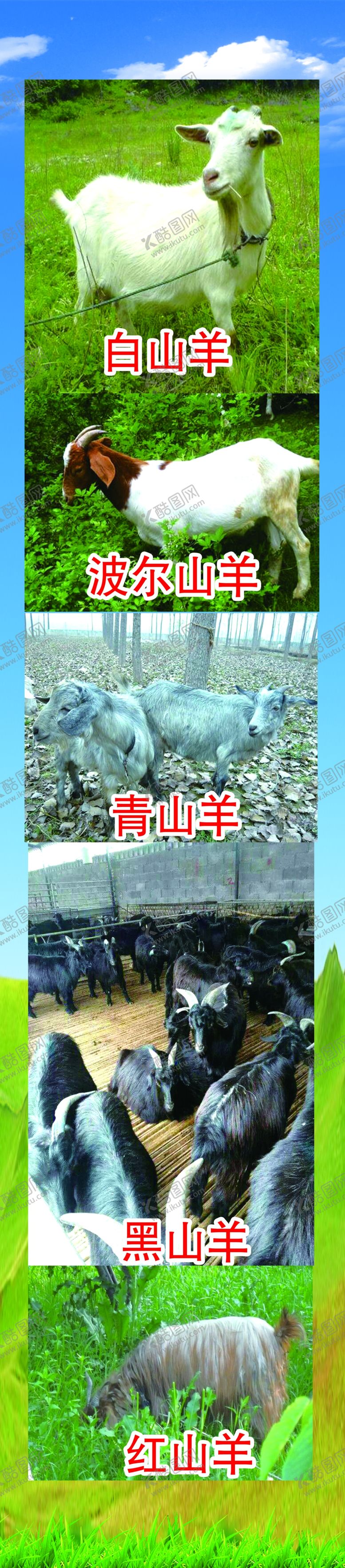 编号：73615009191739478065【酷图网】源文件下载-山羊图片