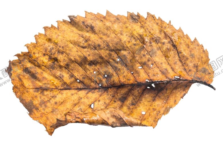 编号：21401509121415429918【酷图网】源文件下载-树叶