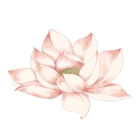 荷花绘画