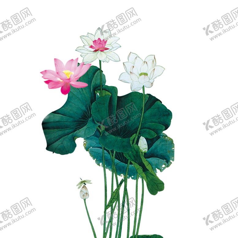 编号：50232302220803462479【酷图网】源文件下载-青椒炒鸡