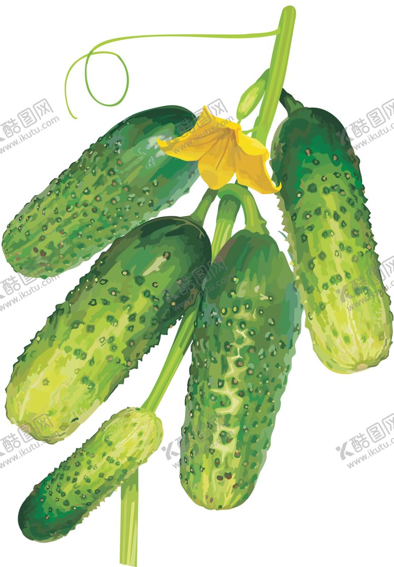编号：34636605100301222618【酷图网】源文件下载-黄瓜