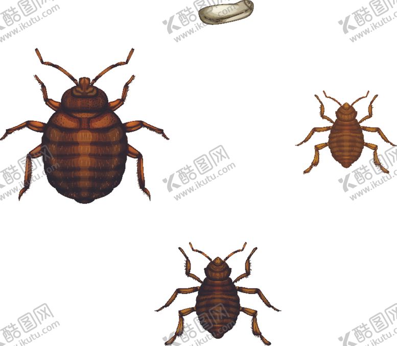 编号：56459009170208392798【酷图网】源文件下载-卡通昆虫
