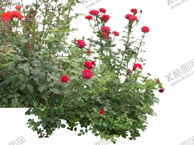 编号：32081909190441517546【酷图网】源文件下载-蔷薇