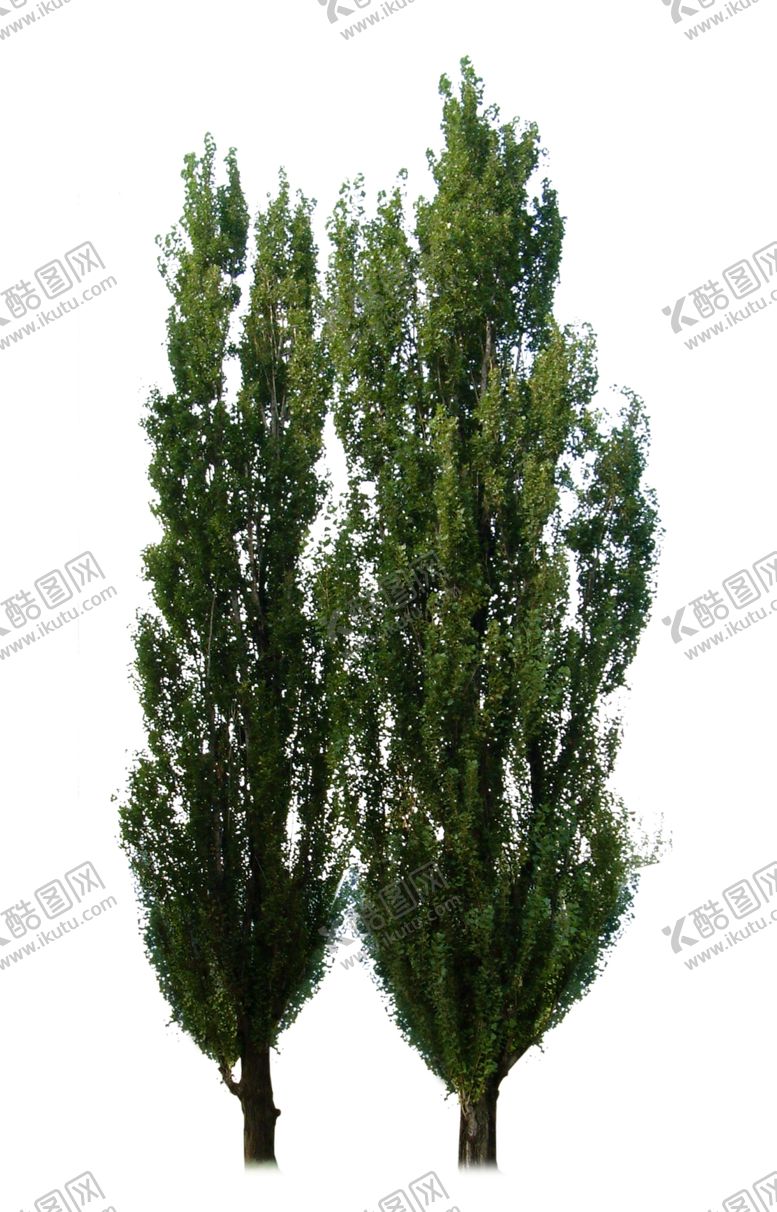 编号：49686309101805169271【酷图网】源文件下载-双树