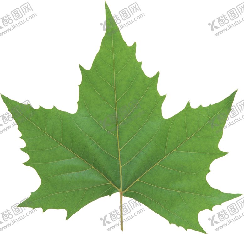 编号：29210209142055356977【酷图网】源文件下载-树叶