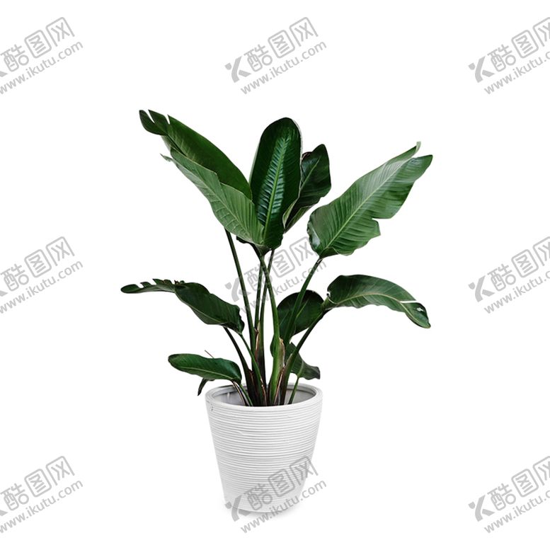 编号：83121609181450331131【酷图网】源文件下载-植物