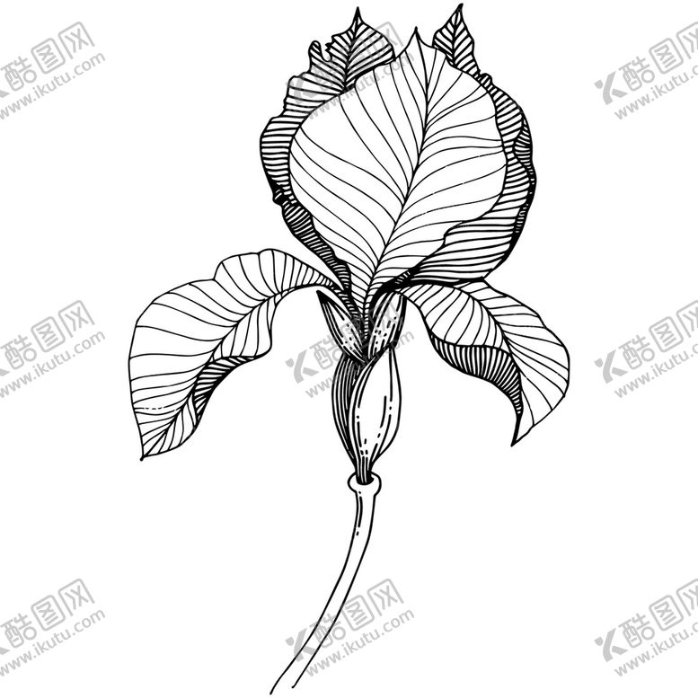 编号：82008310280520516350【酷图网】源文件下载-植物白描速写    