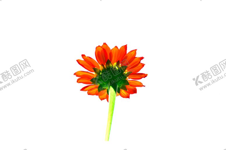 编号：97552209110906446651【酷图网】源文件下载-花免抠图