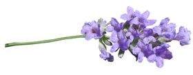 丁香花