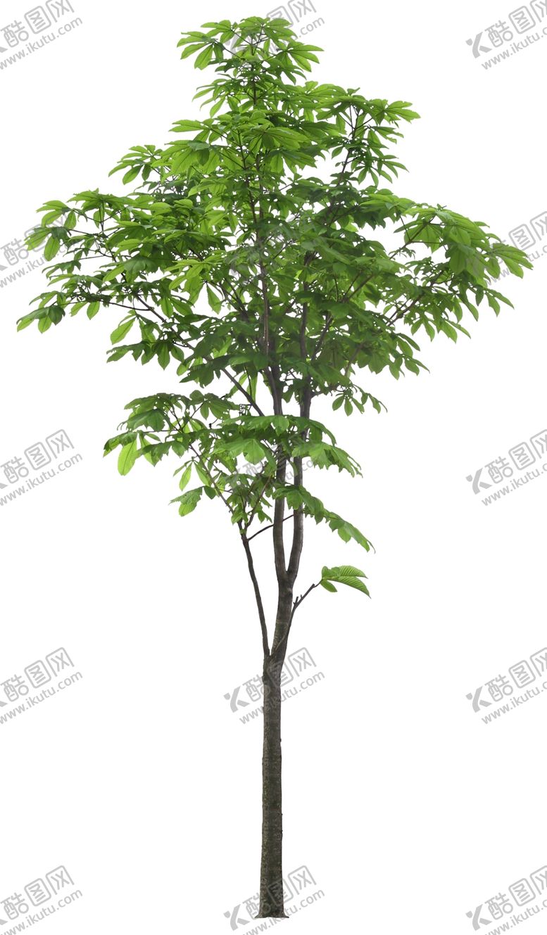 编号：95092310230514357635【酷图网】源文件下载-免扣植物树木素材图片