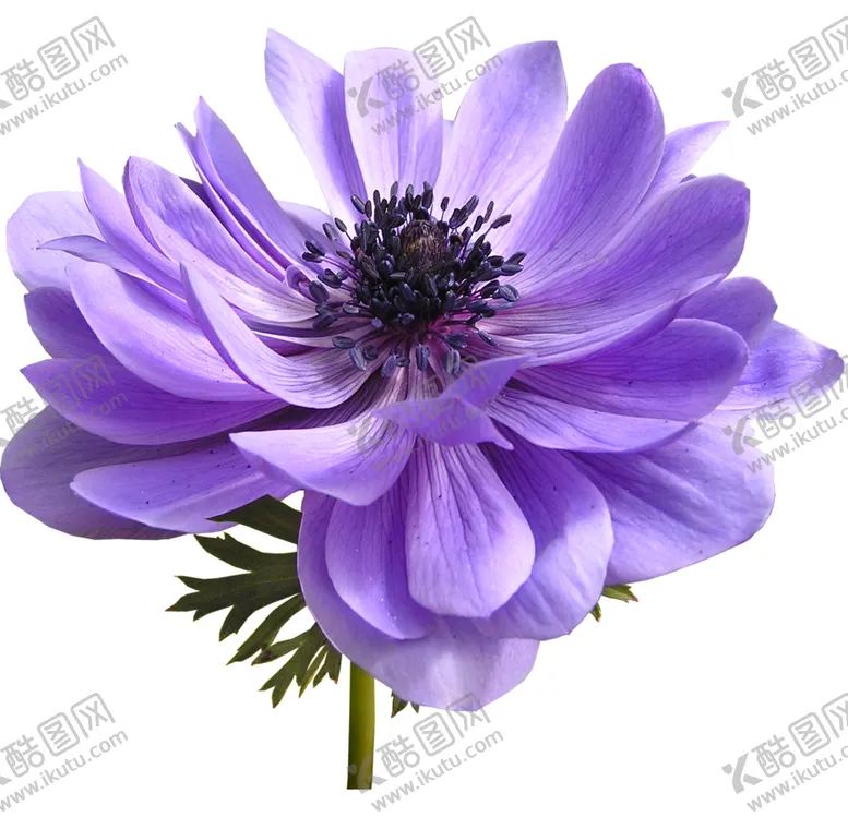编号：30602401301115348913【酷图网】源文件下载-鲜花