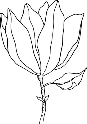手绘荷花线稿PNG