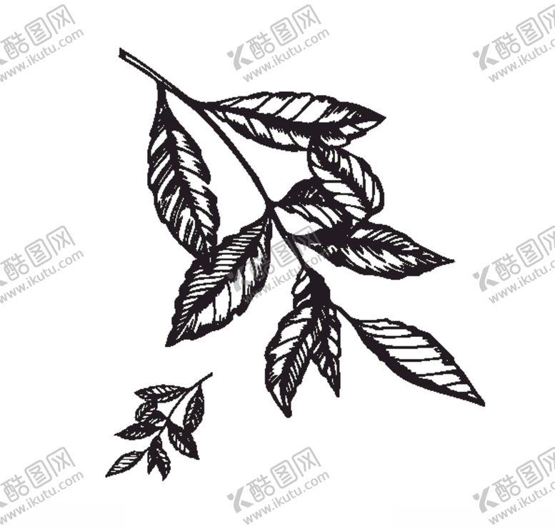 编号：50719405161408053020【酷图网】源文件下载-树叶简笔画矢量素材速写