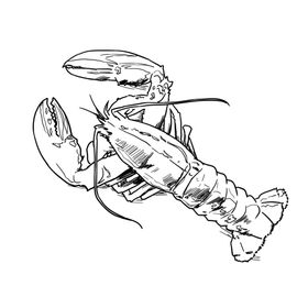 手绘小龙虾