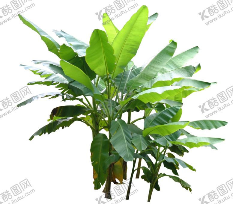 编号：95879510030818167048【酷图网】源文件下载-香蕉林