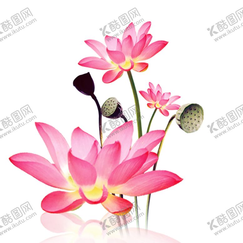 编号：36110610061937476334【酷图网】源文件下载-荷花荷叶水墨水彩古风海报素材