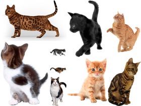 卡通猫免扣素材