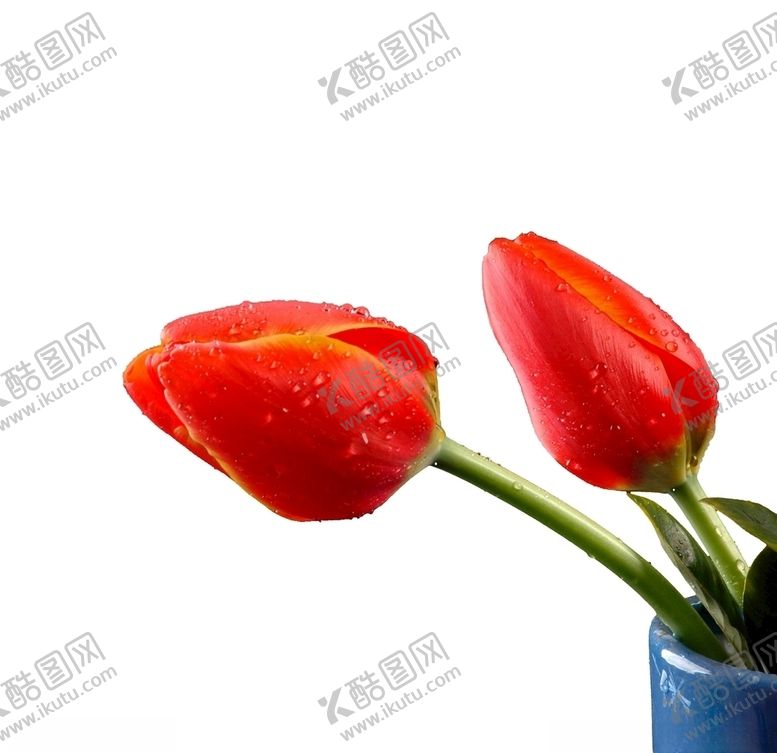 编号：88744809281113581176【酷图网】源文件下载-一朵粉红色的玫瑰花鲜花花苞