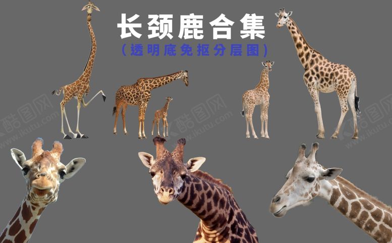 编号：46708603300042206231【酷图网】源文件下载-长颈鹿