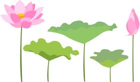 荷花莲叶