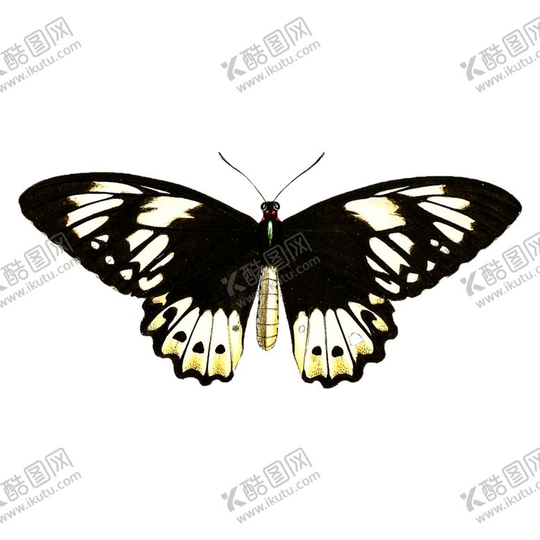 编号：56643207052247281190【酷图网】源文件下载-蝴蝶透明PNG免扣