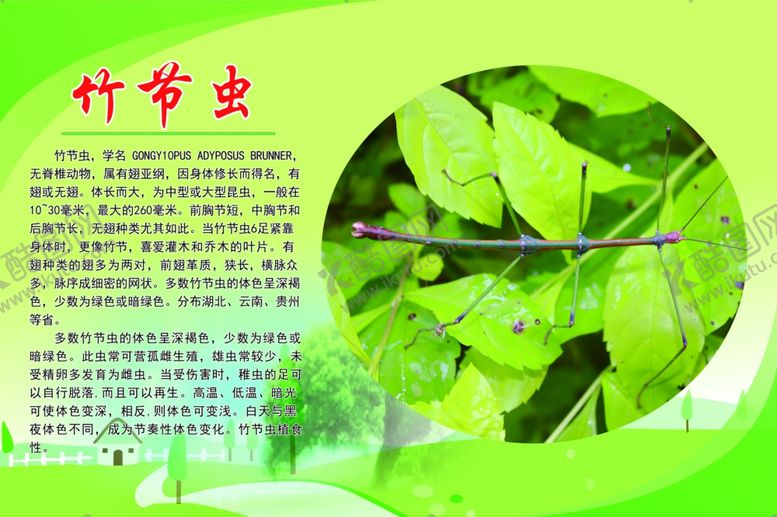编号：37616502131502053667【酷图网】源文件下载-竹节虫