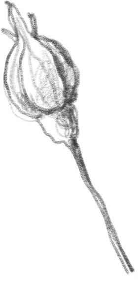 玫瑰花素描绘画
