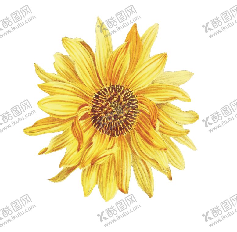 编号：14638802050314081602【酷图网】源文件下载-菊花