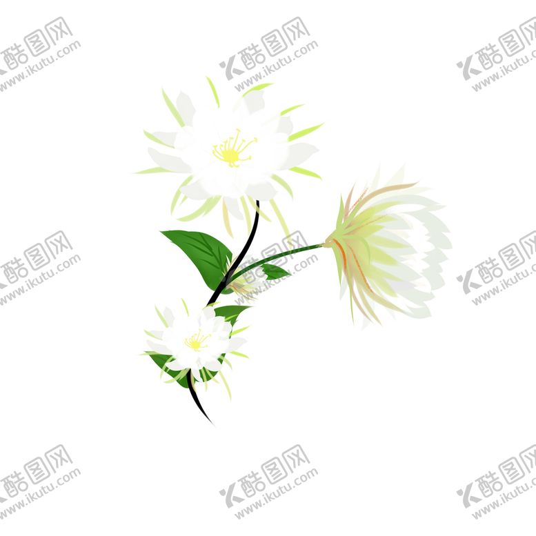 编号：37915009210234191094【酷图网】源文件下载-昙花