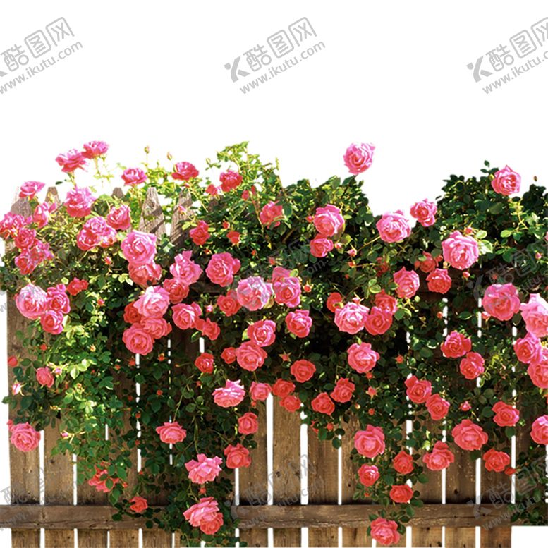 编号：89547006302355308822【酷图网】源文件下载-绿色植物