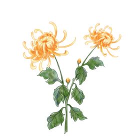 菊花素材