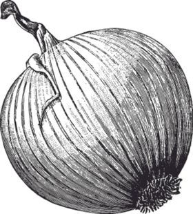 素描手绘蔬菜