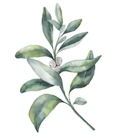 手绘花卉清新简约树枝艺插清新植物