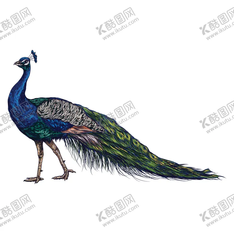 编号：12784510040608364971【酷图网】源文件下载-卡通孔雀
