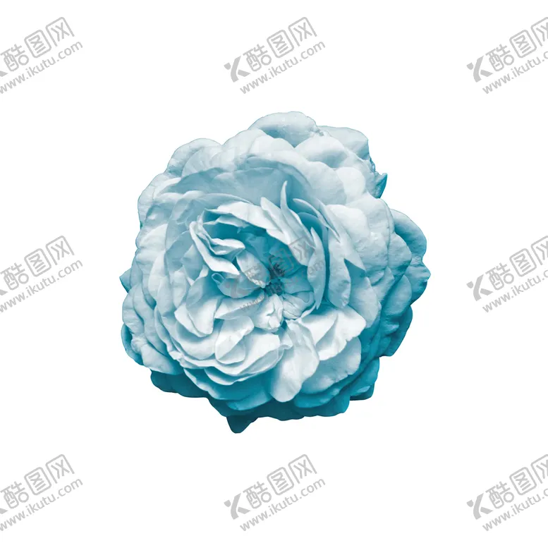 编号：82516409200348091742【酷图网】源文件下载-浅色玫瑰花