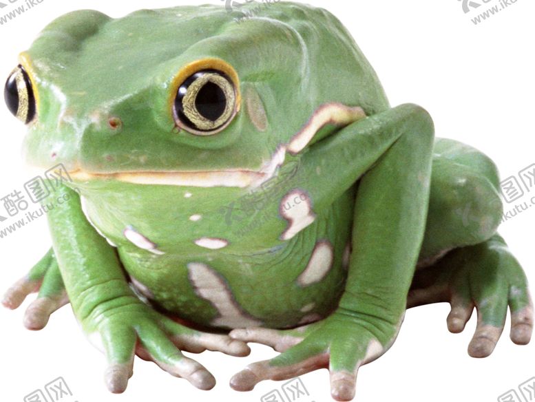 编号：15589810141757013797【酷图网】源文件下载-青蛙