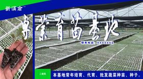 蔬菜育苗基地