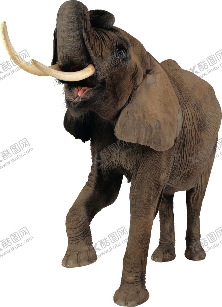 编号：28460609270549306126【酷图网】源文件下载-自然动物大象