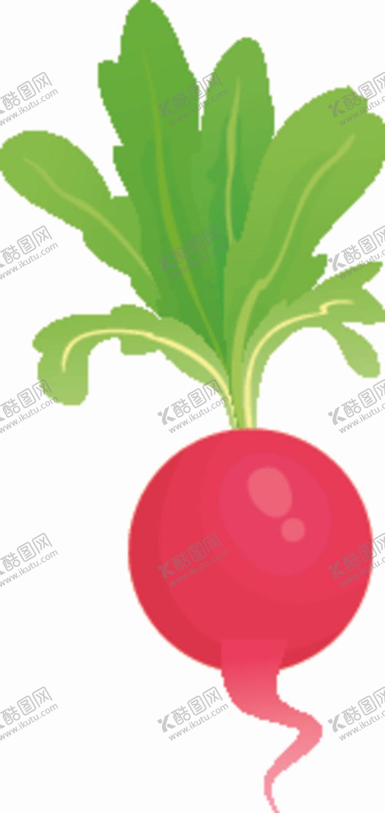 编号：37065809300308418720【酷图网】源文件下载-萝卜