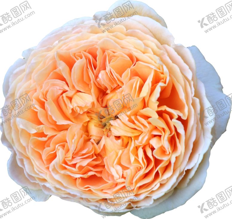 编号：16193110020902423559【酷图网】源文件下载-花朵