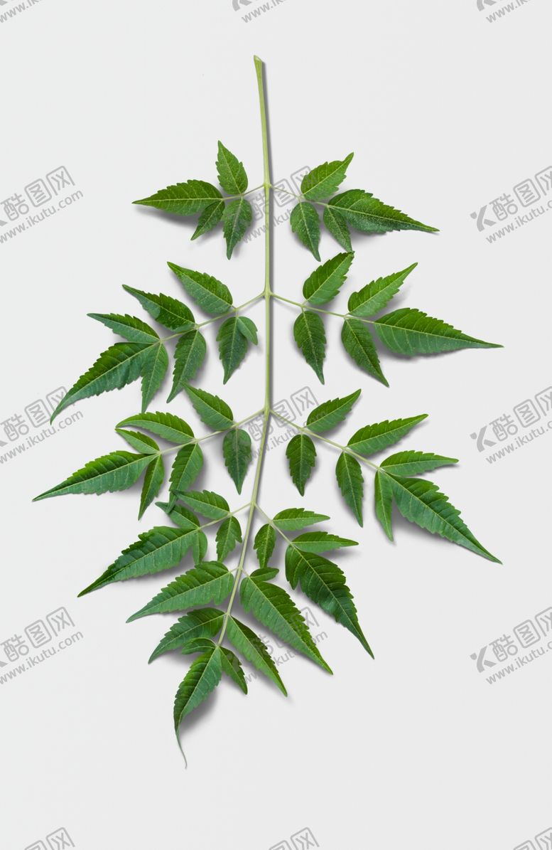 编号：91325706290300568778【酷图网】源文件下载-绿叶