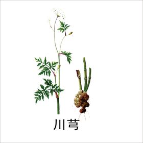 草本植物药材图片