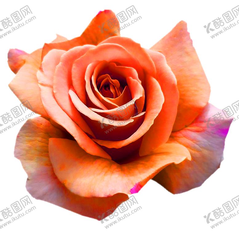 编号：98535407131349041651【酷图网】源文件下载-花素材