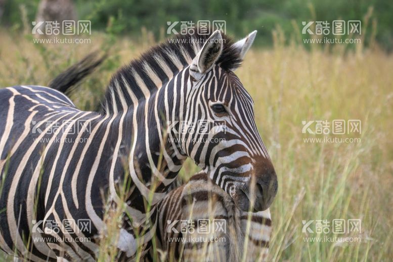 编号：77410712241534269721【酷图网】源文件下载-斑马