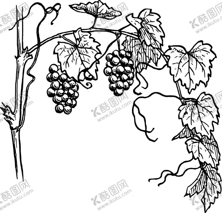 编号：30286509181951400182【酷图网】源文件下载-手绘葡萄